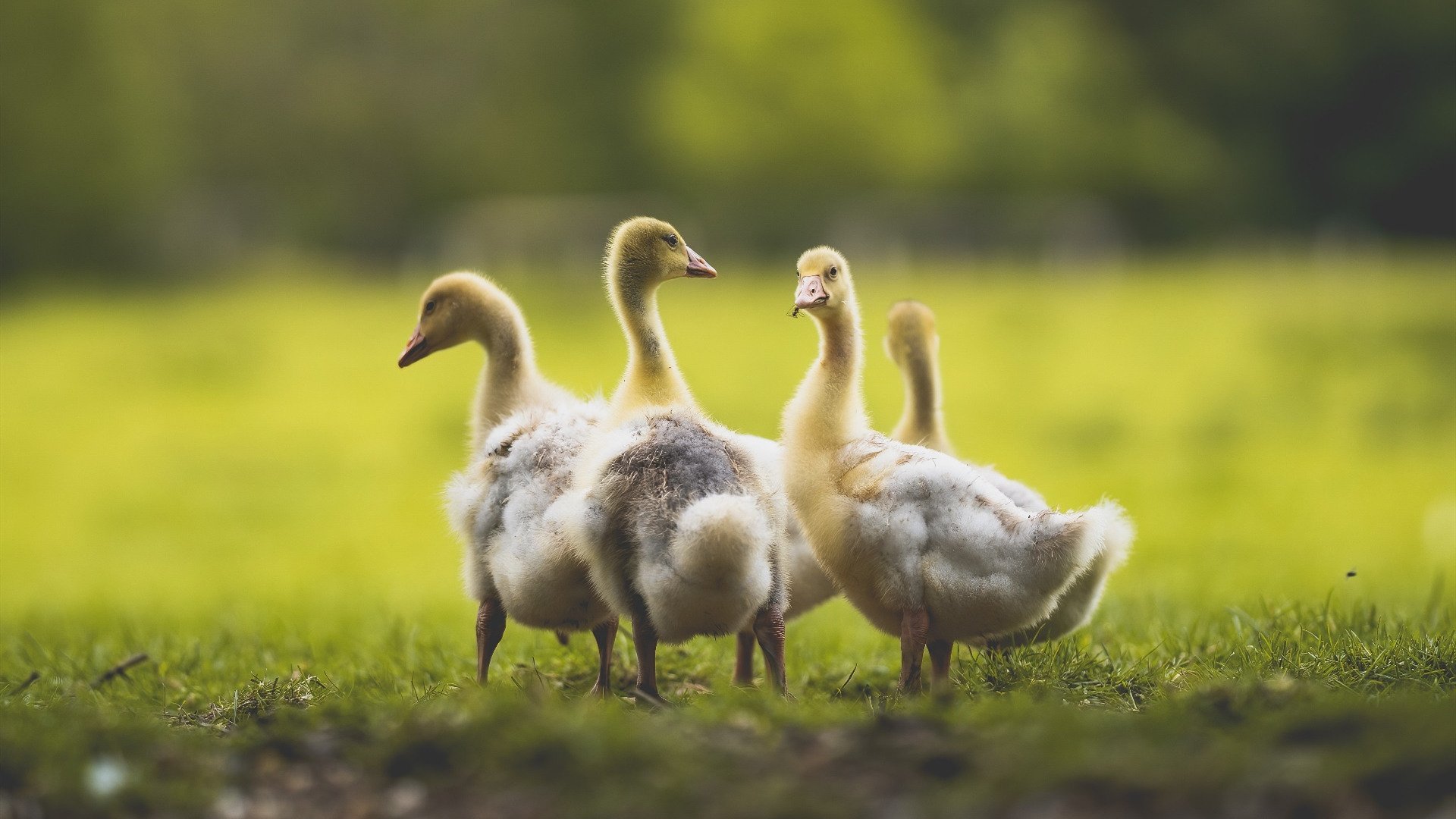 开云体育-青训人才分流方向是否过早细分,青训选拔机制