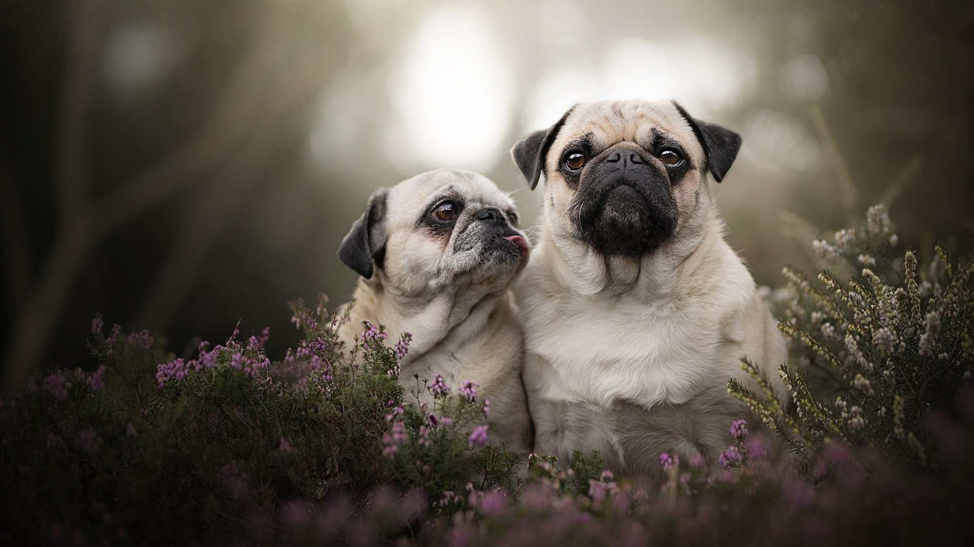 开云体育官网-欧洲杯预热活动提前拉开，全球关注度持续升高，欧洲杯提示