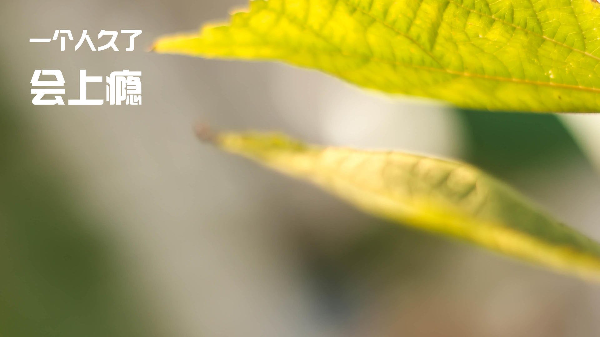 kaiyun开云体育-混合泳接力奥地利团队合作出色，混合泳接力 奥运