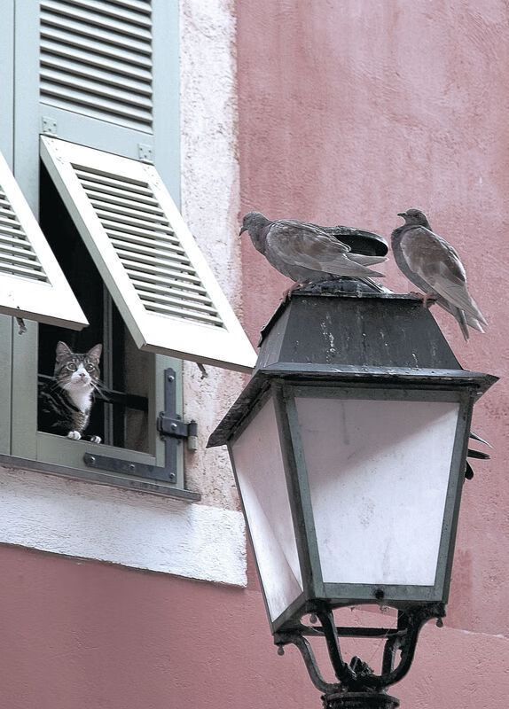 开云在线入口-澳大利亚袋鼠队的精确进攻与快速反击形成完美组合,你知不知道澳大利亚的袋鼠打人 你知在乎你自己